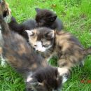 mucke, stare 1 mesec, oddam 041-591-291