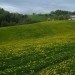 travnik, posejan s cvetovi regrata...