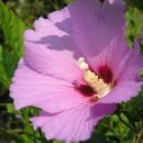 Navadni vijolični hibiskus