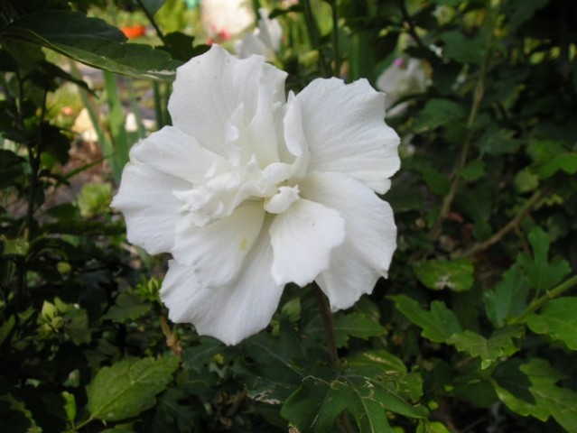Polnocvetni hibiskus