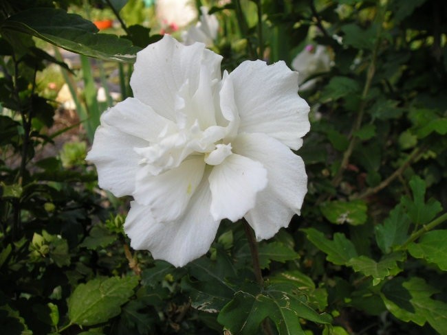 Polnocvetni hibiskus