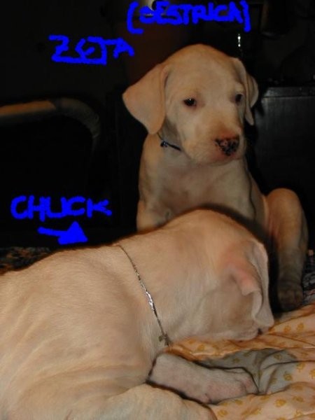 Chuck(spodei) in sestrica Zeta (zgorei)