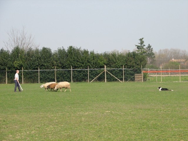 Sheepdog - foto