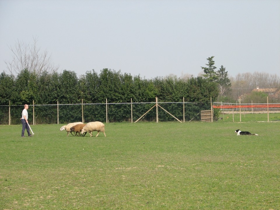 Sheepdog - foto povečava