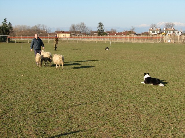 Sheepdog - foto