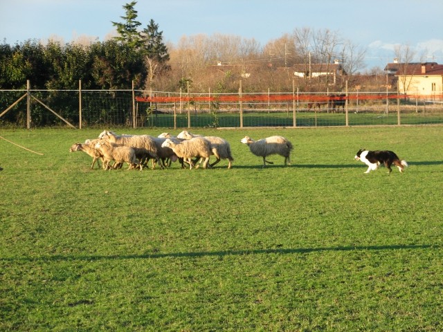 Sheepdog - foto