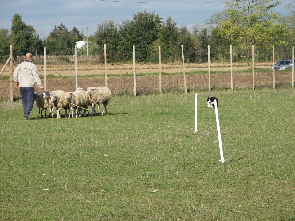 Sheepdog - foto povečava