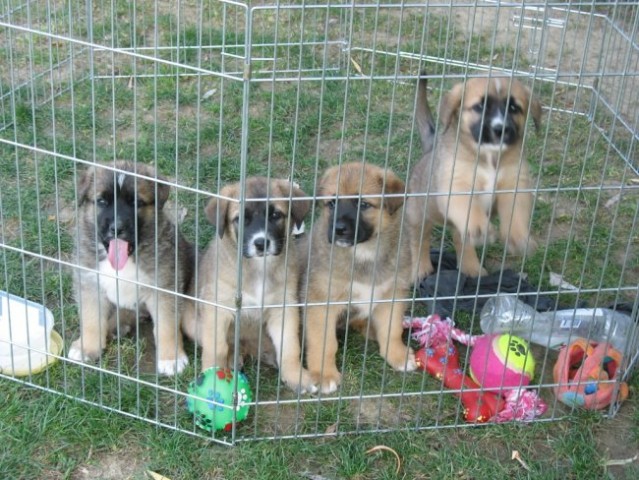 Lady's puppies - foto