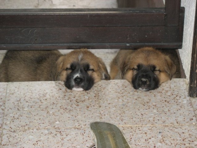 Lady's puppies - foto