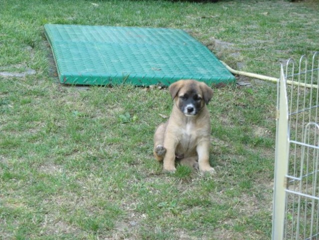 Lady's puppies - foto