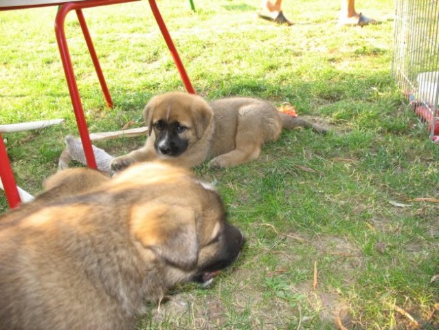 Lady's puppies - foto