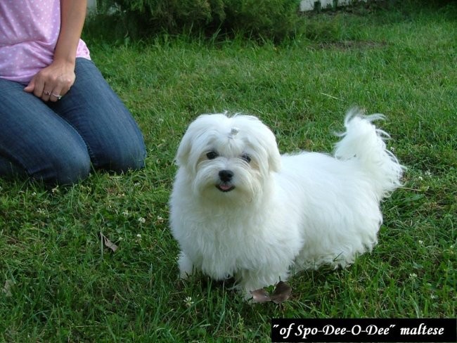 Spo-Dee-O-Dee kennel - foto povečava