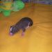 Female 1 hairless