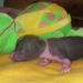 Female 2 hairless