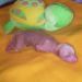 Male hairless