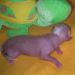 Male hairless