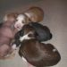 Puppies 16 days old