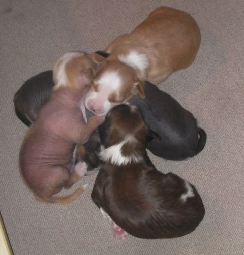 Puppies 16 days old