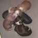 Puppies 16 days old