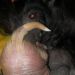 HL male 16 days old
