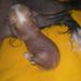 HL male 16 days old
