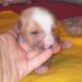 HL male 16 days old