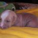 HL male 16 days old