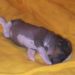 HL female 1 (brown) 16 days old