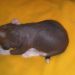 HL female 1 (brown) 16 days old