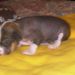 HL female 1 (brown) 16 days old
