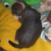 HL female 1 (brown) 16 days old