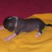 HL female 2 (black) 16 days old