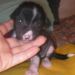 HL female 2 (black) 16 days old