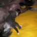 HL female 2 (black) 16 days old