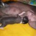 HL female 2 (black) 16 days old