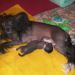 HL female 2 (black) 16 days old