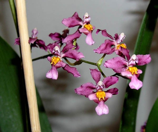 Neko lepo čudo od orhideje :) - mix z oncidiumom