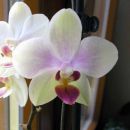 Orhidejca, ki mi cveti že od 14.2 :)