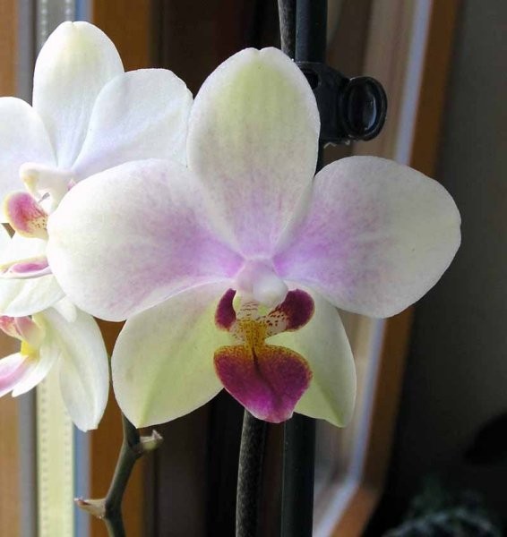 Orhidejca, ki mi cveti že od 14.2 :)