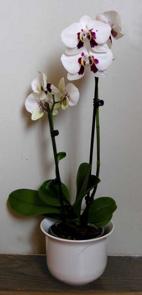 Phal iz Baumaxa