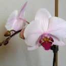 Phal z Orhideja.com