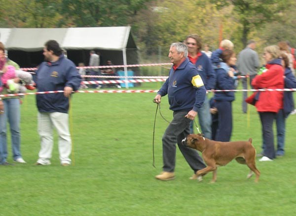 Razstava bokserjev Maribor 13.10.2007 - foto povečava