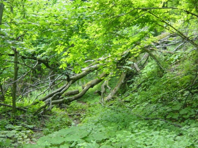 Da se res gibljemo skozi pragozd, nas opozori tudi to podrto drevo na poti, katerega veje 