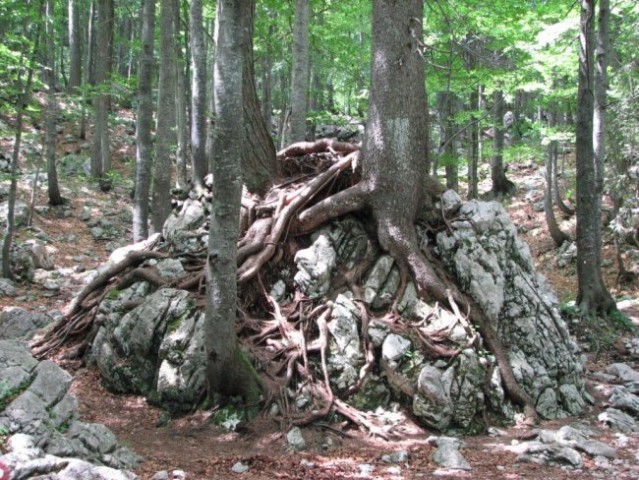 V drevesne korenine ujeta skala