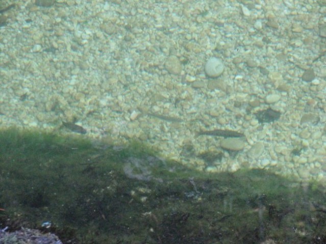 Ribe v tolmunu Grmečice