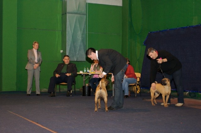 Cacib 8.11.08 - foto povečava