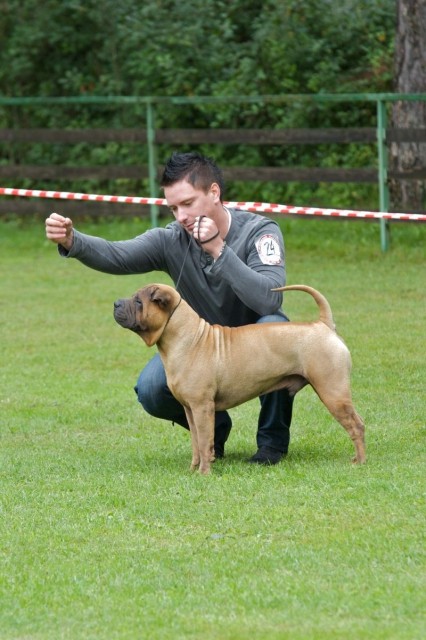 Special shar pei dog show Varpolje-Sloveina  - foto