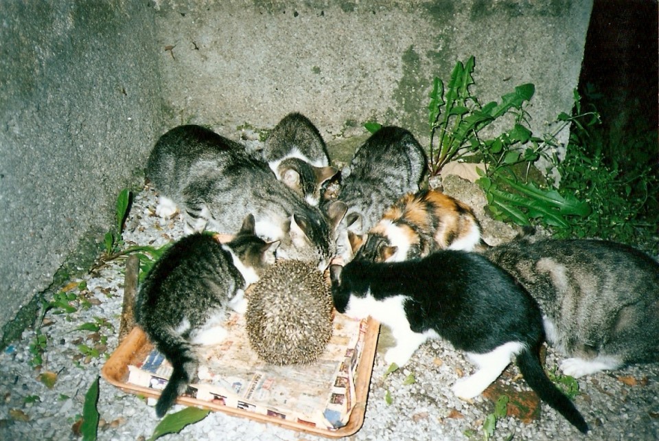 cats and hedgehog 