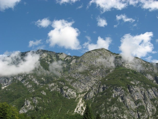 Tečaj poznavanja rastlin za prehrano in zdrav - foto povečava