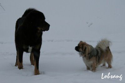 SNOW  - foto povečava